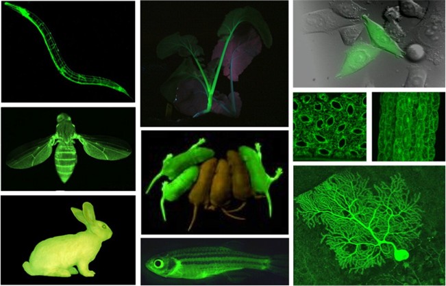 Applications GFP